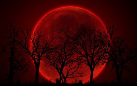 Lune rouge Red Moon Wallpaper, Moon Wallpaper, Red Moon, Blood Moon, Trees, Moon, Red