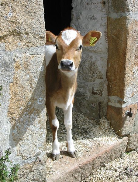 Adorable face peeking at the door, Hamptonne, Jersey Cow Calf Indian, Jersey Calf, Indian Cow, Jersey Cattle, Sweet Cow, Stall Door, Mini Cows, Jersey Cow