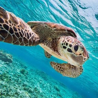 This turtle is just a bloody magnificent creature. | 21 Photos That Prove Aussie Animals Aren't All Batshit Insane Sea Turtles Hatching, Redang Island, Sea Turtle Pictures, Baby Sea Turtles, Wildlife Day, Green Sea Turtle, Turtle Love, Marine Fish, Wild Creatures