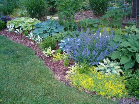 Hostas Landscaping, Lemon Cypress, Spanish Lavender, Plants Landscape, Mini Gardens, Hosta Gardens, Creeping Jenny, Stone Street, Front Yard Design