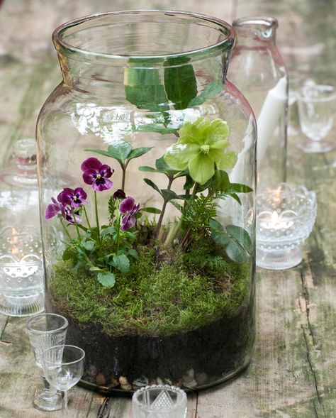 Terrariums Diy, Orchid Terrarium, Terrarium Jar, Beautiful Terrariums, Succulent Garden Diy, Bottle Garden, Terrarium Decor, Terrarium Diy, Garden Terrarium