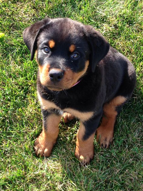 Rottie Puppies, Rottweiler Dog Puppy, Puppy Care Tips, Cute Rottweiler, Rottweiler Breed, Puppy Mom, Cute Dogs Images, Bonding Activities, Cute Animals Puppies