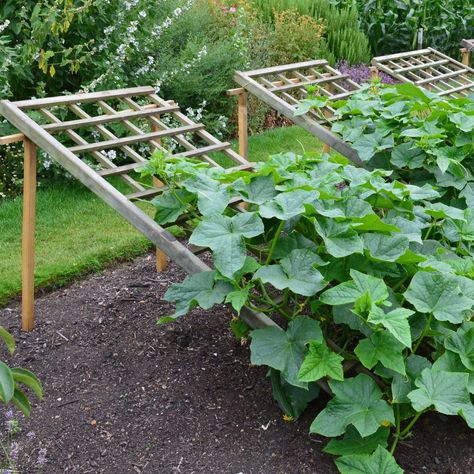 Homemade Trellis, Pallet Trellis, Growing Cucumbers Vertically, Try It Tuesday, Garden Trellis Designs, Vertical Trellis, Teepee Trellis, Vegetable Trellis, Cucumber Gardening