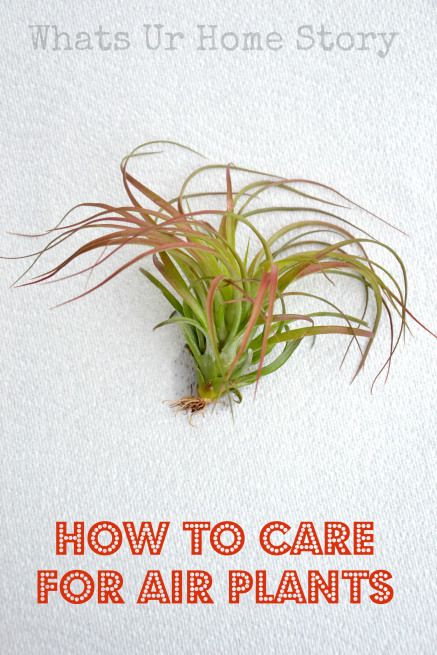 How to care for Air Plants, grow air plants www.whatsurhomestory.com Air Plant Care, Air Plants Care, Tillandsia Air Plant, Indoor Gardens, Succulents Garden, Cacti And Succulents, Dream Garden, Air Plants, Plant Life