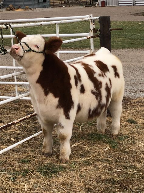 Fluffy Cows Aesthetic, Mini Fluffy Cows, Cute Fluffy Cows, Cute Fluffy Cow, Aesthetic Cows, Fuzzy Cows, Pretty Cows, Cows Aesthetic, Cute Animals Drawings