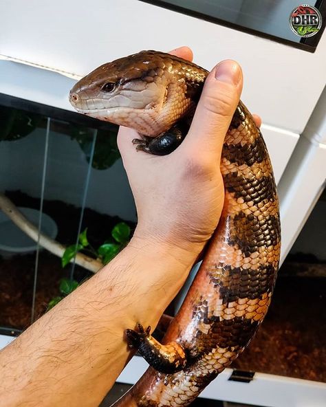 Blue Tongued Skink Blue Tongued Skink, Red Eyed Crocodile Skink, Bearded Dragon Diy, Blue Tongue Skink, Reptile Room, Reptile Cage, Cute Reptiles, Reptiles Pet, Pretty Animals