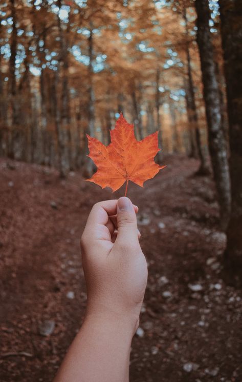 • AUTUMN • #Autumnfall #Autunno #foglie #october #vsco #autumnvibes #autumncolours #helloautumn #orange | Autumn Wallpapers Fall Leaves Aesthetic, Forest In Fall, Colors In Nature, Fall Landscapes, Leaves Aesthetic, Autumn Wallpapers, Leaves Photography, Nature Fall, Fall Nature