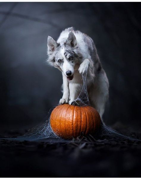 Halloween Dog Photoshoot Ideas, Halloween Dog Photography, Dog Halloween Photoshoot, Halloween Dog Photoshoot, Dog Studio Photography, Fall Dog Photos, Dog Photography Studio, Dog Photography Poses, Spiders Halloween