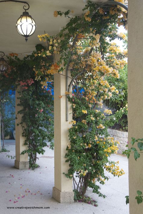 Bougainvillea-orange-petals-on-arches Bougainvillea Front Porch, Mediterranean Style Garden, Arches Garden, Bougainvillea Trellis, Front Door Styles, Entertainment Cabinet, Gardening Trends, Mediterranean Garden, Up House