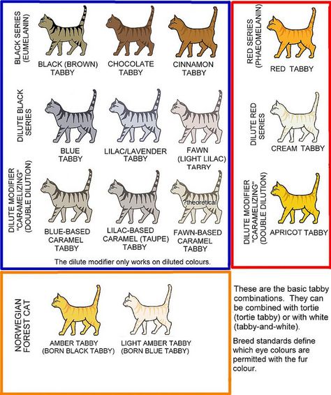 Tabby Colours Chart Neutrogena Oil, Pore Cleansing, Skin Care Items, Effective Skin Care Products, Organic Makeup, Facial Moisturizers, Gel Cleanser, Skin Care Solutions, Cleansing Gel