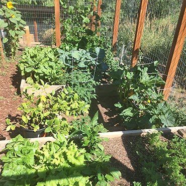 Colorado Vegetable Garden | When & How to Start Yours Vegetable Garden Design Ideas, Colorado Gardening, Garden Falls, Terrace Garden Design, Vegetable Garden For Beginners, Starting A Vegetable Garden, Vegetable Gardens, Garden Design Ideas, Backyard Inspiration