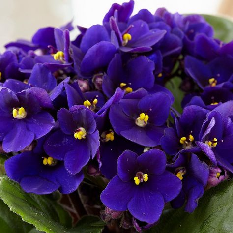 Plants Videos, African Violet Flower, Live Indoor Plants, African Violets Plants, Violet Plant, Plant Indoor, Leafy Plants, African Flowers, African Violet