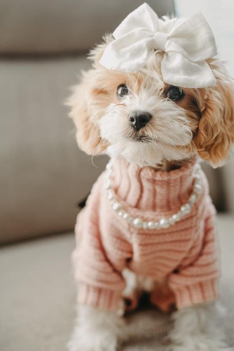 Sharing is caring, glad that my big sister share this cute Fitwarm sweater with me! #dogsweater #dogclothes #petclothes #petoutfit #petsweater #dogoutfit #warm #outfit Puppy Outfits, Doggie Clothes, Knit Pajamas, Warm Outfit, Babies Fashion, Dog Accesories, Dog Clothes Diy, Havanese Puppies, Designer Dog Clothes