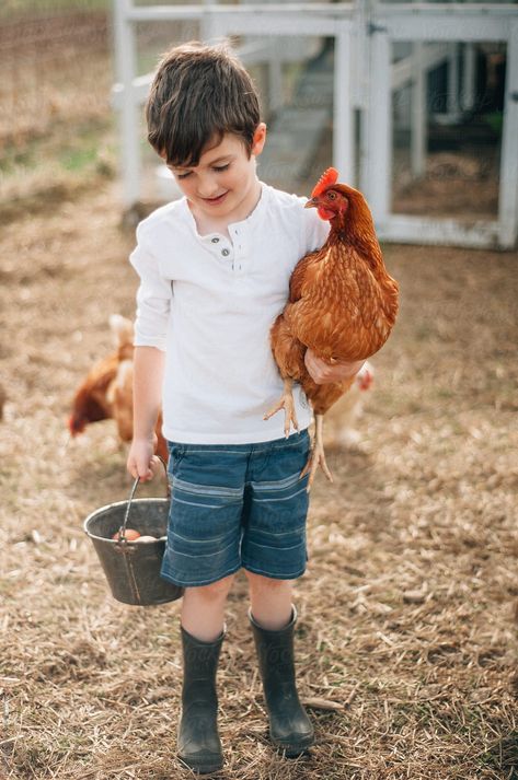 Chicken Coop Interior, Chicken Coop Decorations, Coop Interior, Chicken Coop Build, Collecting Eggs, Create A Cozy Home, Chicken Pictures, Coop Design, Best Chicken Coop