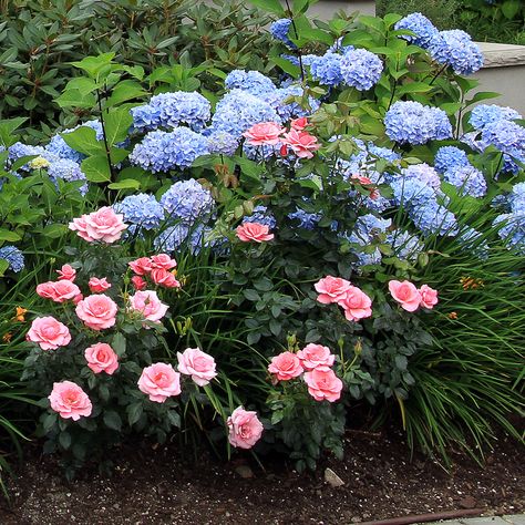 Plant Combinations: 10 Tips For Creating Flower Combinations That Work | Garden Design Dahlia And Hydrangea Garden, Diy Front Garden, Deer Resistant Shade Plants, Secret Garden Design, Perennial Garden Design, Garden Design Diy, Land Scaping, Garden Front Yard, Shade Garden Design