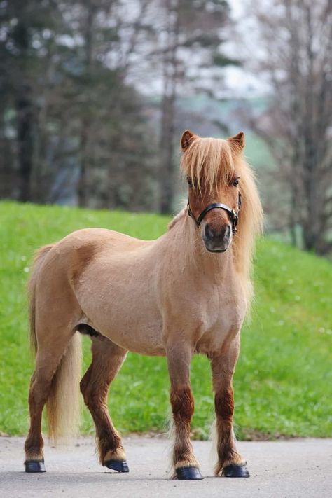 Mini Shetland Pony, Mini Shetland, Miniature Ponies, Pony Breeds, Cute Horse Pictures, Mini Pony, Cute Ponies, Shetland Pony, Pony Horse