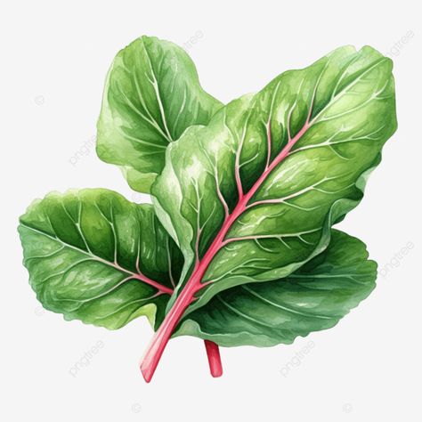 watermelon leaves watercolor illustration watermelon watercolor leaves png Watermelon Leaves, Watermelon Watercolor, Leaves Png, Png Illustration, Leaves Watercolor, Transparent Image, Illustration Watercolor, Design Textile, Watercolor Leaves