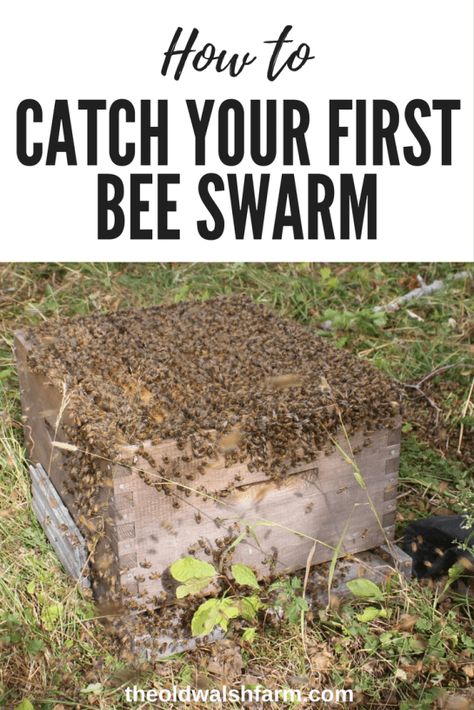 Natural Bee Keeping, Bee Keeping For Beginners, Diy Bee Hive, Water For Bees, Honey Bee Farming, Bee Catcher, Backyard Beehive, Bee Bath, Honey Bees Keeping