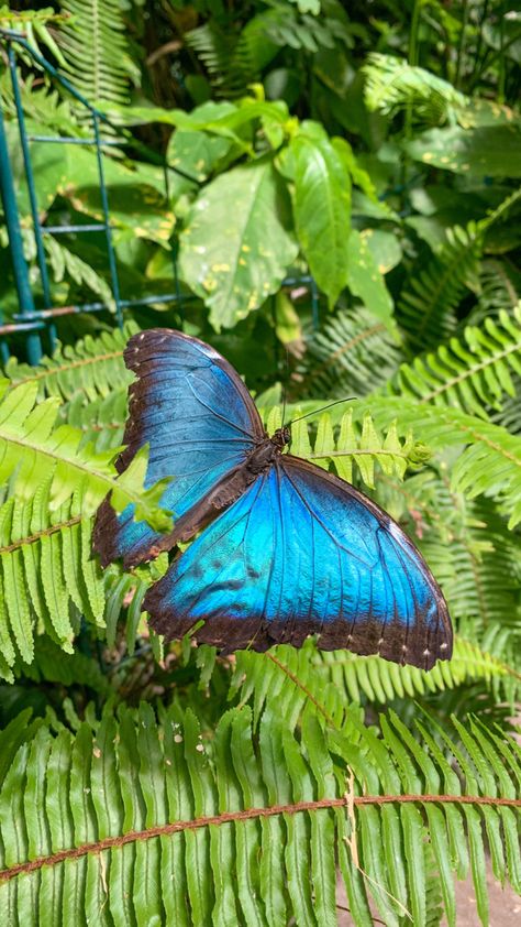 Different Butterflies, Butterfly Park, San Diego Zoo Safari Park, San Diego Living, Safari Park, San Diego Zoo, Spring Photos, Travel Bug, San Diego County