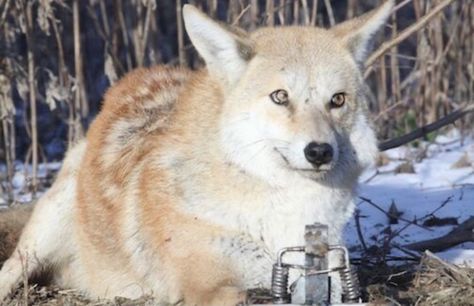 Not my photo, was not tooken by me White Coyote, Domesticated Animals, Interactive Bulletin Board, Dog Corner, Wild Dogs, Reference Images, Taxidermy, Each Day, Wolves