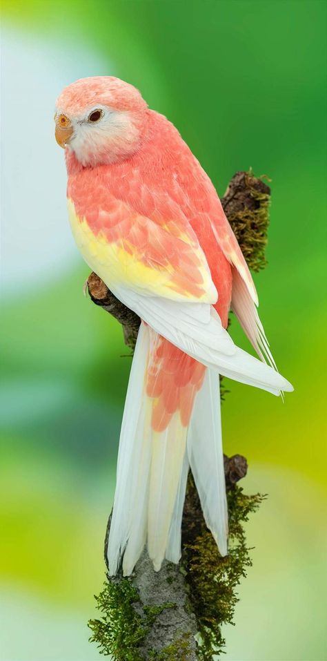 Most Beautiful Birds In The World Nature, Bird Photos Photography, Birds Photography Nature, Amazon Affiliate Marketing, Most Beautiful Birds, Art Making, Rare Birds, Pretty Animals, Colorful Animals