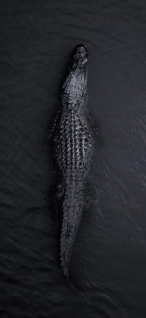 Crocodile Aesthetic Dark, Crocodilian Art, Crocodile Wallpaper Iphone, Alligator Background, Alligator Aesthetic, Crocodile Aesthetic, Alligator Wallpaper, Crocodile Wallpaper, Alligator Image