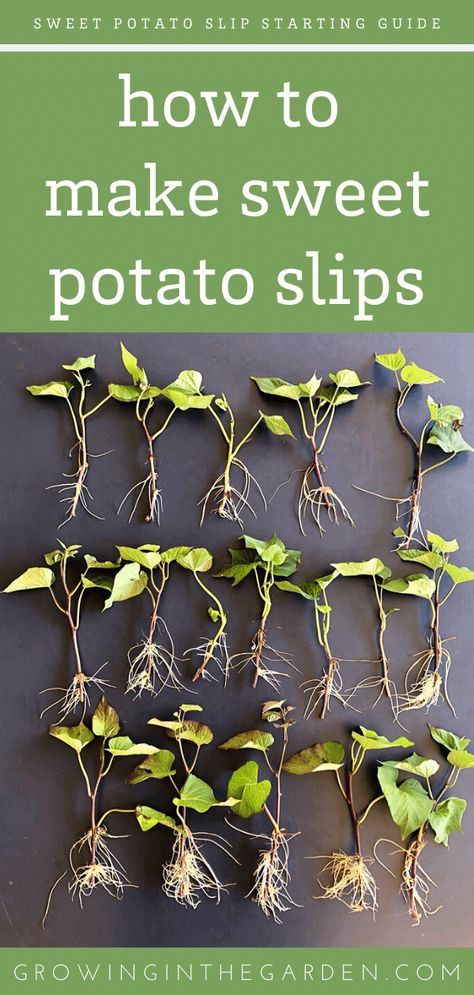 A Fast and Easy Way to Make Sweet Potato Slips | Growing In The Garden Allotment Plan, Sprouting Sweet Potatoes, Sweet Potato Slips, Container Potatoes, Potato Gardening, Sweet Potato Plant, Growing Sweet Potatoes, Tattoo Plant, Sweet Potato Vine