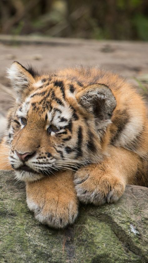 Tiger Aesthetics Cute, Tiger Athstetic, Tiger Asthetic Picture, Tiger Aestethic, Tigers Aesthetic, Tiger Aesthetics, Aesthetic Tiger, Cubs Wallpaper, Big Cat Species