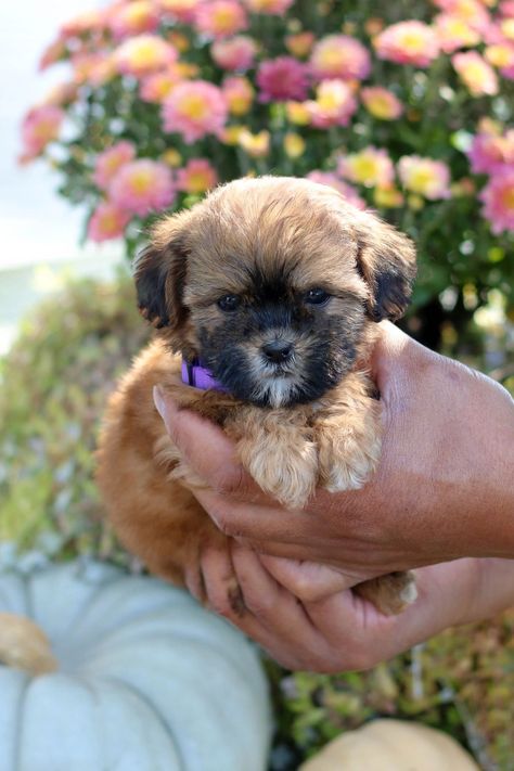 Layla's Shih Poo Puppies- StonyRidge Puppies- Puppies for Sale | Shichon & Shihpoo Puppies, Teddy Bear Puppies for Sale, Teddy Bear Puppies, Shichon puppies, Shih Poo Puppies, Shichon Puppies for Sale, Shih Poo Puppies for Sale, Shih poo Breeder, Shichon Breeder, Teddy Bear breeder, Shihtzu Bichon, Shihtzu Poodle, Shichon Puppies for Sale, Shichon Puppies for Sale near me, Shih poo Puppies for Sale, Shihpoo Puppies for Sale near me | Teddy Bear Puppies near me, Teddy bears puppies for sale ... Shihpoo Puppies, Puppies Poodle, Shih Poo Puppies, Shichon Puppies, Poodle Mix Puppies, Shih Tzu Poodle, Teddy Bear Puppies, Puppies For Sale Near Me, Poodle Puppies For Sale