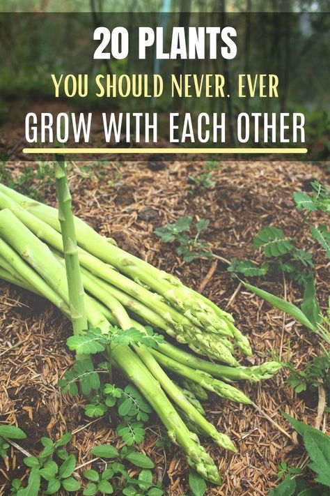 Plants That Can Grow Together, What Plants To Plant Together, Partner Planting, What Plants Grow Well Together, Raised Garden Beds Diy Vegetables, Companion Gardening, Garden 2023, Planting Guide, Growing Apart