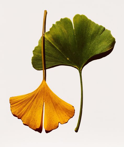 Blatt Tattoos, Irving Penn, Gingko Leaves, Chinese Herbs, Ginkgo Biloba, Ginkgo Leaf, Botanical Drawings, Leaf Art, Still Life Photography