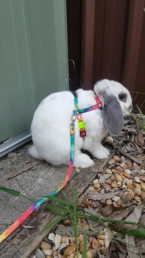 Rabbit Harness, Bunny Harness, Bunny Supplies, Diy Animals, Bunny Stuff, Pet Rabbit, Different Patterns, Show Off, Do More