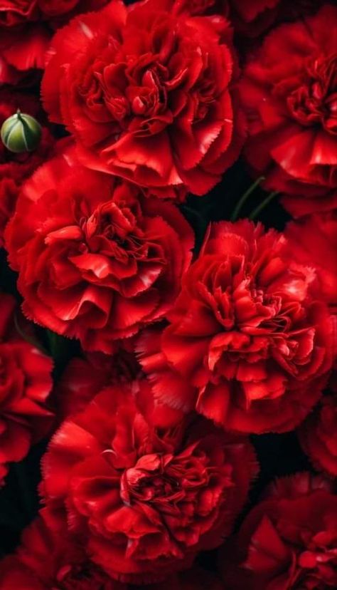 Carnation Flower Wallpaper, Red Events, Red Flower Wallpaper, Iphone Wallpaper Landscape, Red Carnation, Floral Wallpaper Iphone, Pretty Phone Wallpaper, Carnation Flower, Abstract Iphone Wallpaper