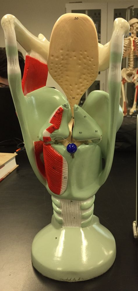 LACC larynx model Larynx Model, Larynx Anatomy, Biology Clay Models, Anatomy Models Labeled, Lasik Surgery, Anatomy And Physiology, Human Anatomy, School Projects, Anatomy