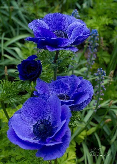 Blue anenome Longwood Gardens, Anemone Flower, Blue Garden, Delphinium, Exotic Flowers, The Grass, Flower Beauty, Beautiful Blooms, Flower Pictures