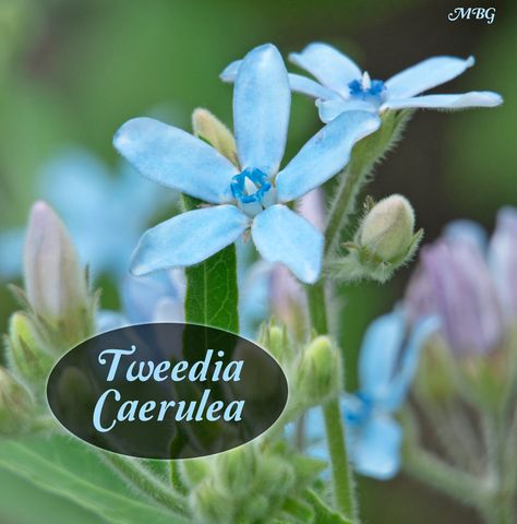 Tweedia caerulea is blue milkweed that supports garden pollinators including red admiral butterflies and bumble bees. Southern star is the only milkweed variety with true blue flowers. Tweedia Flower, School Butterfly Garden, Garden Pollinators, Milkweed Flower, Monarch Butterfly Garden, Milkweed Pods, Milkweed Seeds, Flower Garden Plans, Milkweed Plant