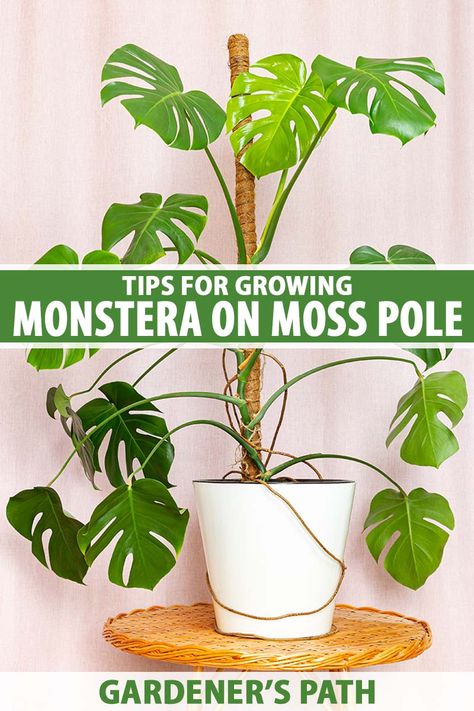 Moss poles aren’t just a fancy accessory for growing monstera plants. They’re a necessity for healthy growth and an attractive appearance. Learn all about how to use moss poles for support to help your Swiss cheese plants thrive in this guide on Gardener's Path. #monstera #swisscheeseplant #houseplants #gardenerspath Growing Monstera, Monstera Plant Care, Growing Moss, Monstera Plants, Moss Pole, Indoor Tree, Moss Plant, Corn Plant, Swiss Cheese Plant