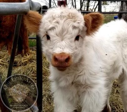 Miniature cows for sale in the spring at Our Little Acres located in Minnesota. Small Fluffy Cow, Miniature Scottish Highland Cow, Tiny Fluffy Cow, Mini Hiland Cow, Miniature Cows Breeds, Miniature Highland Cattle Fluffy Cows, Miniature Fluffy Cow, Mini Cow Breeds, Mini High Park Cows