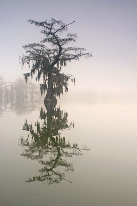 Cypress Island, Lone Cypress, Louisiana Usa, Lone Tree, Cypress Trees, Nature Preserve, Nature Tree, Six Feet Under, Tree Forest