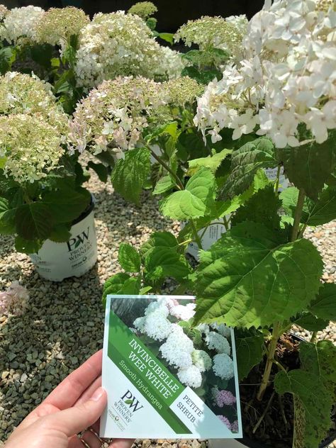 Wee White Hydrangea, Watering Hydrangeas, How To Grow Hydrangeas, Pruning Hydrangeas, Big Leaf Hydrangea, Types Of Hydrangeas, Hydrangea Shrub, Smooth Hydrangea, Panicle Hydrangea