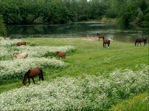 Horses grazing in a meadow Cottagecore Aesthetic, Foto Art, The Grass, Nature Aesthetic, Pretty Places, Green Aesthetic, الرسومات اللطيفة, Country Life, Farm Life