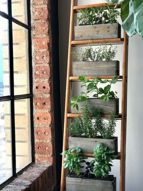 Herb Garden on a Ladder #ladderplanter #decorhomeideas Ladder Planter, Vertical Herb Gardens, Garden Sage, Diy Garden Landscaping, Garden Ladder, Funny Vine, Vertical Garden Indoor, Library Ladder, Diy Herb Garden