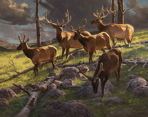 The Art of Dustin Van Wechel Hand Postures, Camping Images, Jackson Hole Art, Cowboy Artists, North American Wildlife, Hunting Art, Wildlife Artwork, Representational Art, Deer Art