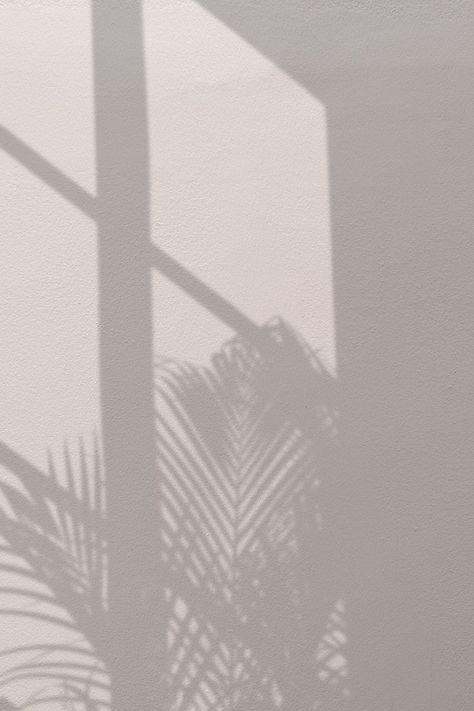 Background with palm tree and window shadow | free image by rawpixel.com / Benjamas Palm Tree Shadow, Shadow Window, Shadow Background, Icona Ios, Tree Shadow, Window Shadow, Shadow Plants, Shadow Photography, Window Light