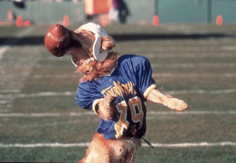 "Air Bud: Golden Receiver" movie still, 1998. PLOT: The former basketball shooting dog decides to go out for football. After the usual hi-jinks, the dog helps win the big game. Air Buddies, Gregory Harrison, Forrest Gump 1994, Kevin Zegers, Bye Bye Love, Air Bud, Football Movies, Billy Madison, Toy Story 1995