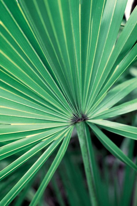 Information about saw palmetto, studied for urinary tract symptoms associated with prostate enlargement (benign prostatic hyperplasia, or BPH). Smooth Muscle Tissue, Small Palm Trees, Saw Palmetto, Female Reproductive System, Hormonal Balance, Adaptogenic Herbs, Hormone Balance, Healing Plants, Integrative Health