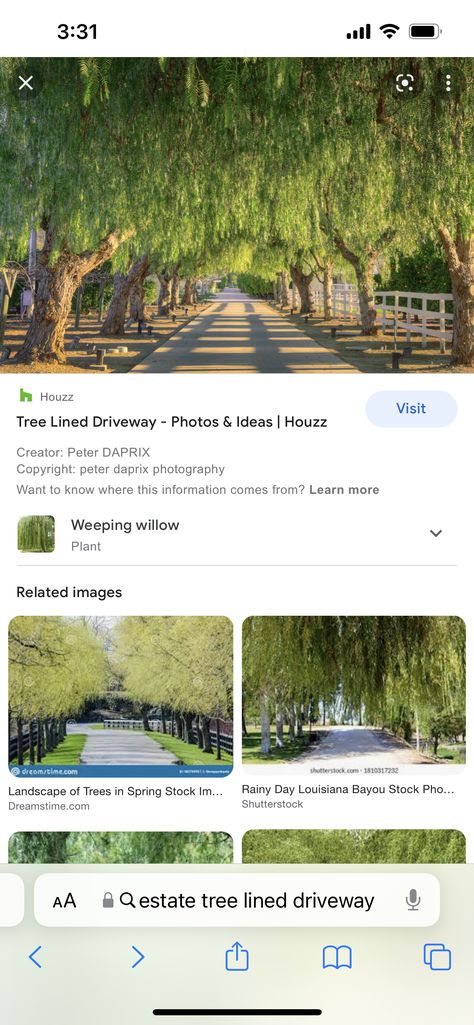 Driveway Trees, Lined Driveway, Farm Inspiration, Ranch Ideas, Louisiana Bayou, Tree Lined Driveway, Weeping Willow Tree, Gravel Driveway, Long Driveways