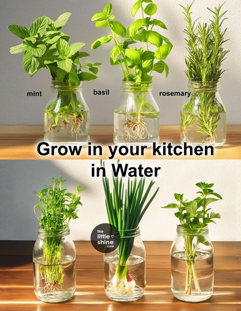 Growing Your Own Herbs, Indoor Herbs To Grow, Indoor Herb Garden Diy Kitchens, Growing Herbs In Water, Kanchana 2, Growing Herbs Inside, Feminine Genius, Small Fridge, Growing Herbs Indoors