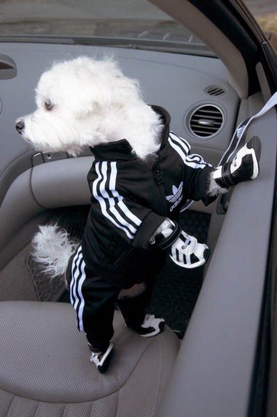 Adidas Sportswear and Sneakers for Small Dogs, Fun Pet Design Ideas Cute Maltese, Small Dog Accessories, Dog Outfits, Pet Design, Cute Dog Clothes, Fancy Dog, Small Dog Clothes, Funny Pets, Small Puppies