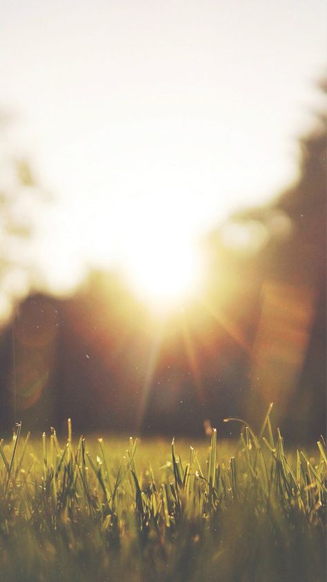 Nature Front Yard Sunshine Grassland #iPhone #6 #plus #wallpaper Phone Backgrounds, Sunshine Wallpaper, Iphone 6 Wallpaper, Alam Yang Indah, Nature Wallpaper, Free Stock Photos, Beautiful Nature, Wallpaper Backgrounds, Background Images